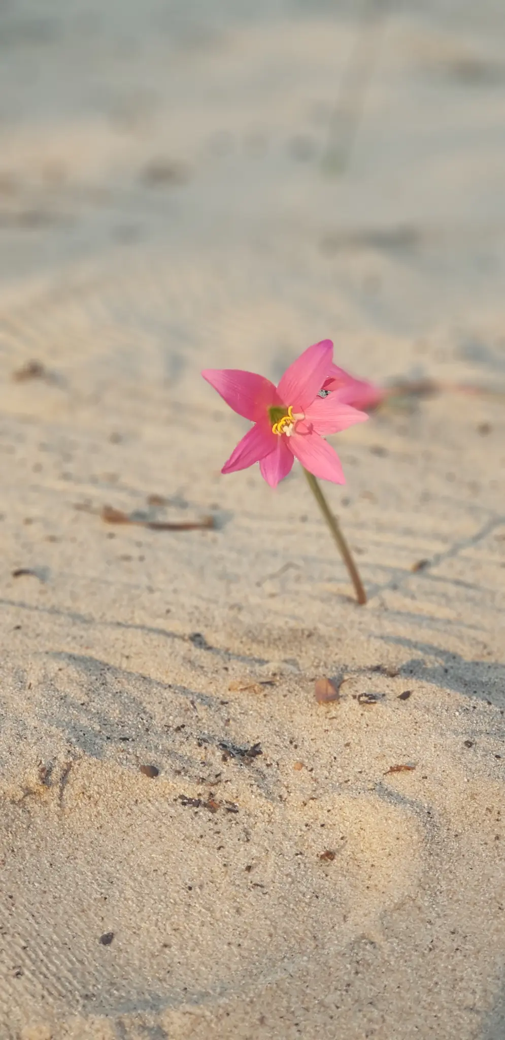 Flor rosa nascendo na areia — Fotografia por Prof. Hebert Lima Batista